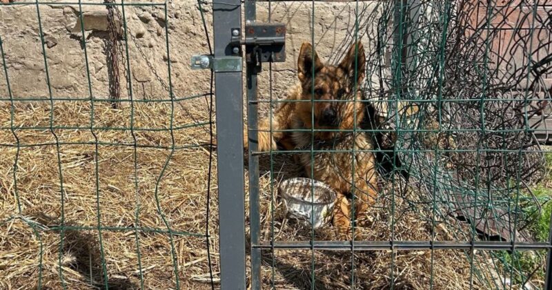 Słoneczny Patrol ratuje zwierzęta w czasie upałów. Wolontariusze Animal Support ruszyli w teren