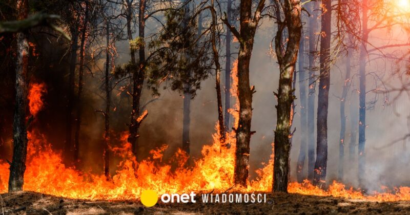 Tragiczny pożar lasu w Małopolsce. Znaleziono zwęglone zwłoki kobiety
