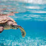 Chcesz kupić dzbanek filtrujący Brita Koniecznie to przeczytaj!