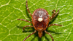 Co robiły mamuty 40 tys. lat temu? Rozwiązujemy tajemnice tych stworzeń