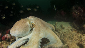 Coś z impetem uderzyło w Księżyc. Naukowcy alarmują