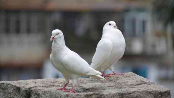 Kontrowersje wokół obchodów 11 listopada. „Zginą setki gołębi”