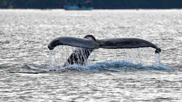 To stworzenie budzi strach w oceanie. Nawet rekiny uciekają 