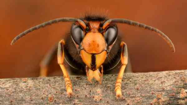 Tragedia podczas rodzinnych wakacji w Laosie. Ojciec i syn zaatakowani przez szerszenie